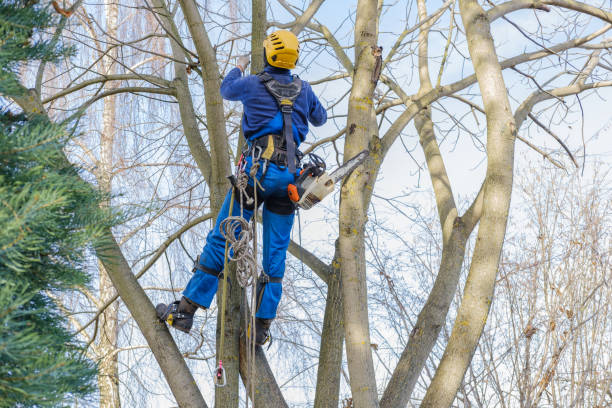 Professional Tree Care in Elm City, NC